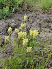 Pedicularis compacta