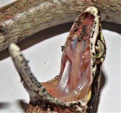Thelotornis capensis capensis
