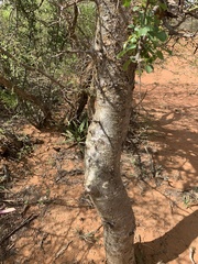Commiphora neglecta