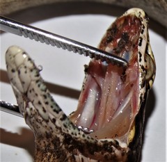 Thelotornis capensis capensis