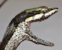 Thelotornis capensis capensis
