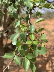 Commiphora neglecta