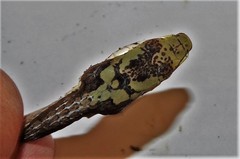 Thelotornis capensis capensis