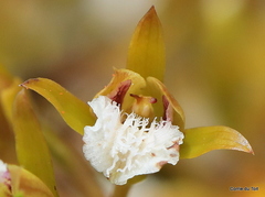 Eulophia lamellata