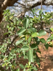 Commiphora neglecta