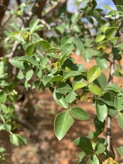 Commiphora neglecta