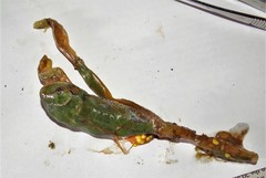Thelotornis capensis capensis