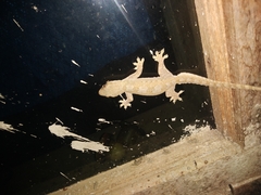 Hemidactylus platyurus