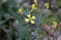 Raphanus raphanistrum landra