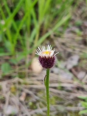Erigeron eriocalyx