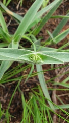 Commelina africana