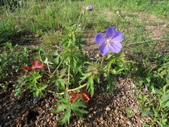 Geranium sergievskajae