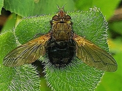 Epalpus