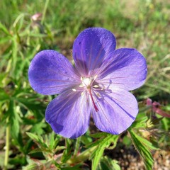 Geranium sergievskajae