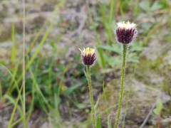 Erigeron eriocalyx