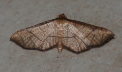 Hypolamprus ypsilon