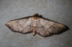 Hypolamprus ypsilon