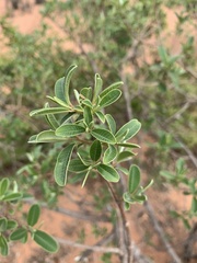 Ozoroa obovata elliptica