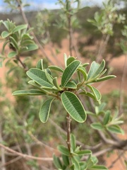 Ozoroa obovata elliptica