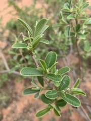 Ozoroa obovata elliptica