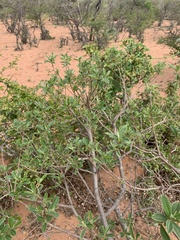 Ozoroa obovata elliptica