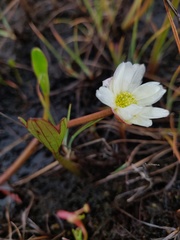 Ranunculus pallasii
