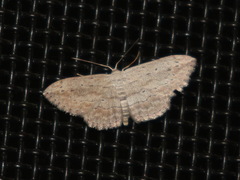 Scopula desita