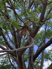 Entandrophragma caudatum