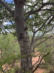 Entandrophragma caudatum