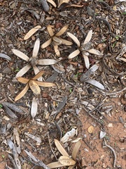 Entandrophragma caudatum