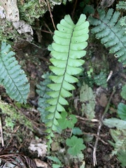 Aspleniaceae