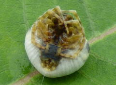 Mastophora hutchinsoni