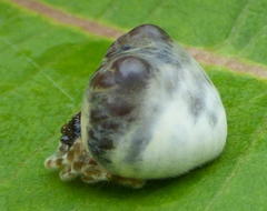 Mastophora hutchinsoni