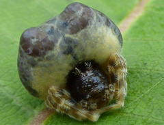 Mastophora hutchinsoni