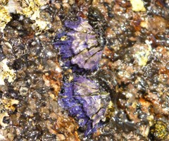 Austrobalanus imperator