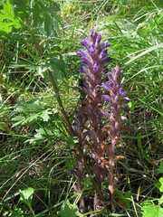 Phelipanche caesia