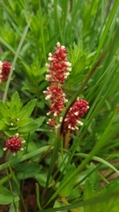 Acalypha glandulifolia