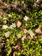 Crocus ochroleucus