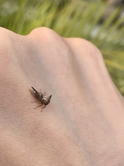Oxyrhachis