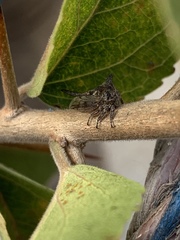 Oxyrhachis