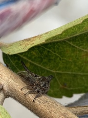 Oxyrhachis
