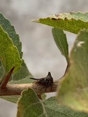 Oxyrhachis