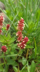 Acalypha glandulifolia