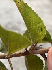 Oxyrhachis