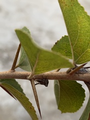 Oxyrhachis