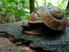 Exrhysota brookei