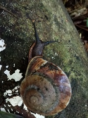 Exrhysota brookei