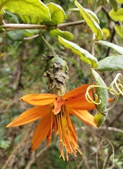 Mutisia grandiflora