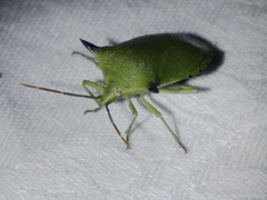 Biprorulus bibax