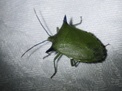 Biprorulus bibax